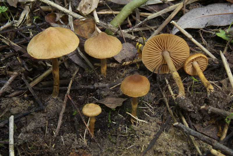 Valse geelvezelgordijnzwam - Cortinarius paludosaniosus